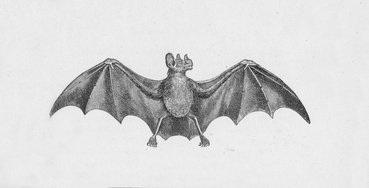 Vampyyrilepakko, c1885, 1890 tekijältä Robert Taylor Pritchett