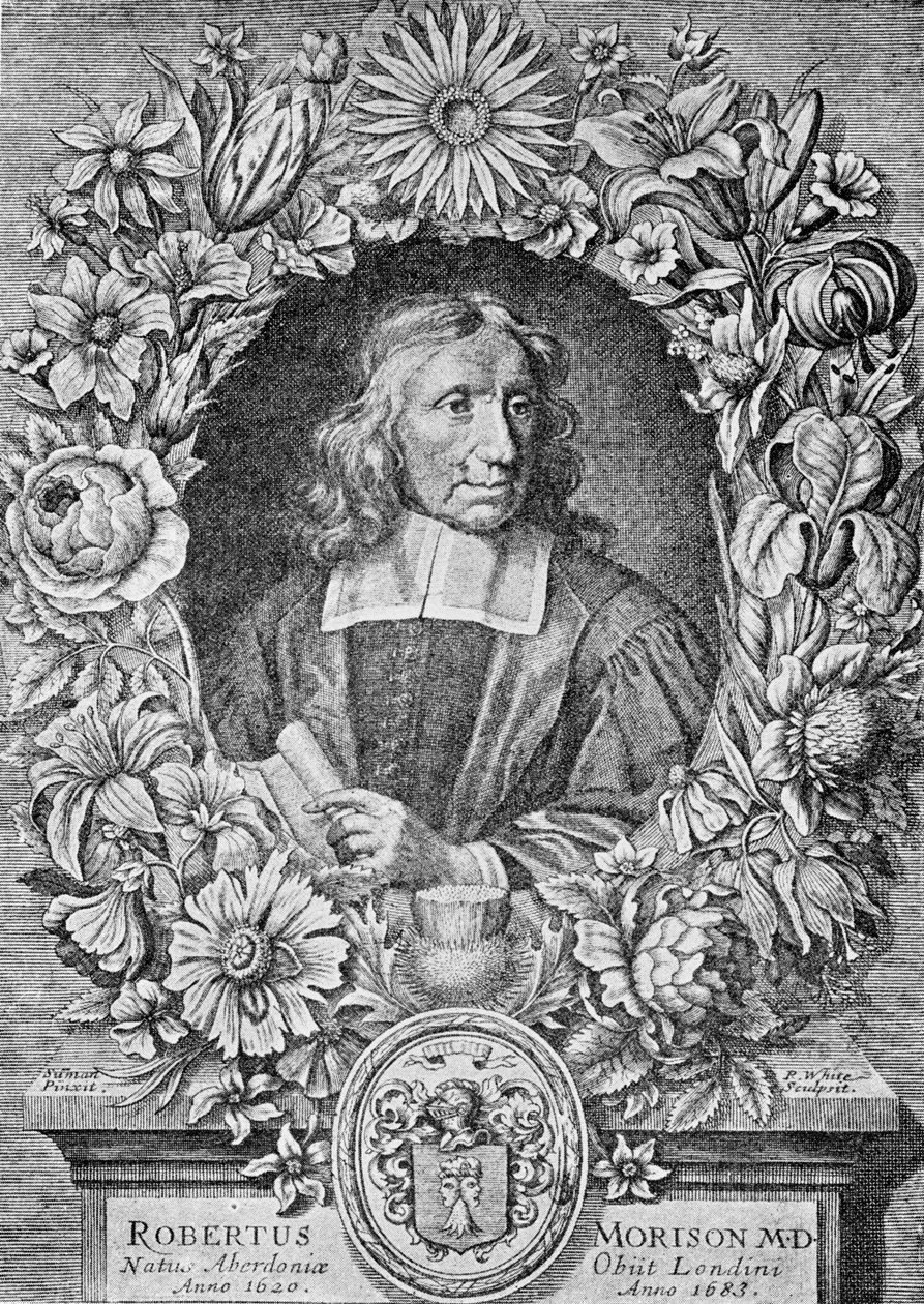 Robert Morison, 1680 tekijältä Robert White