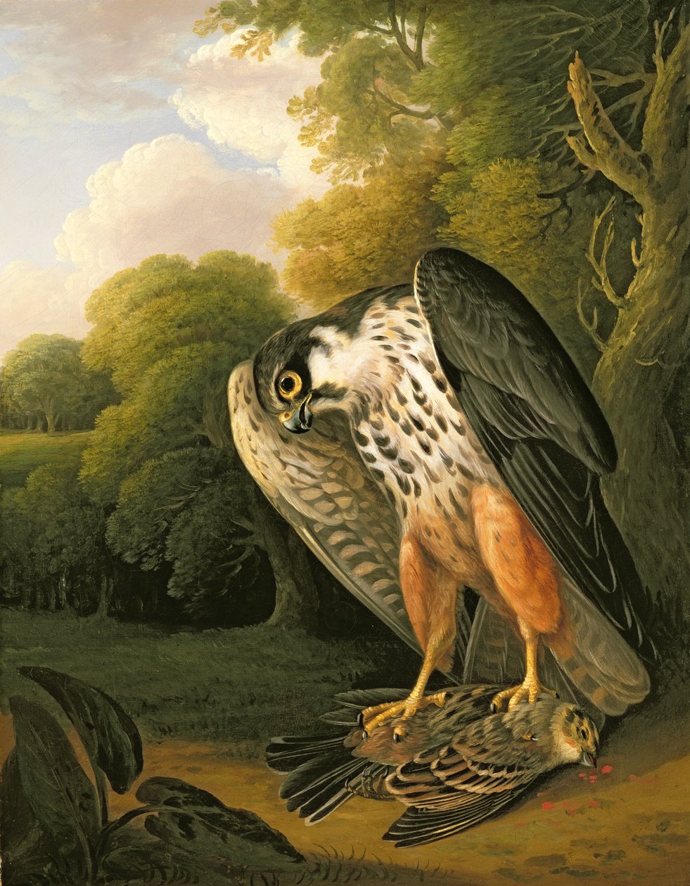 Hobby Hawk ja Prey ammuttiin Buxtoniin tekijältä Robert Wilkinson Padley