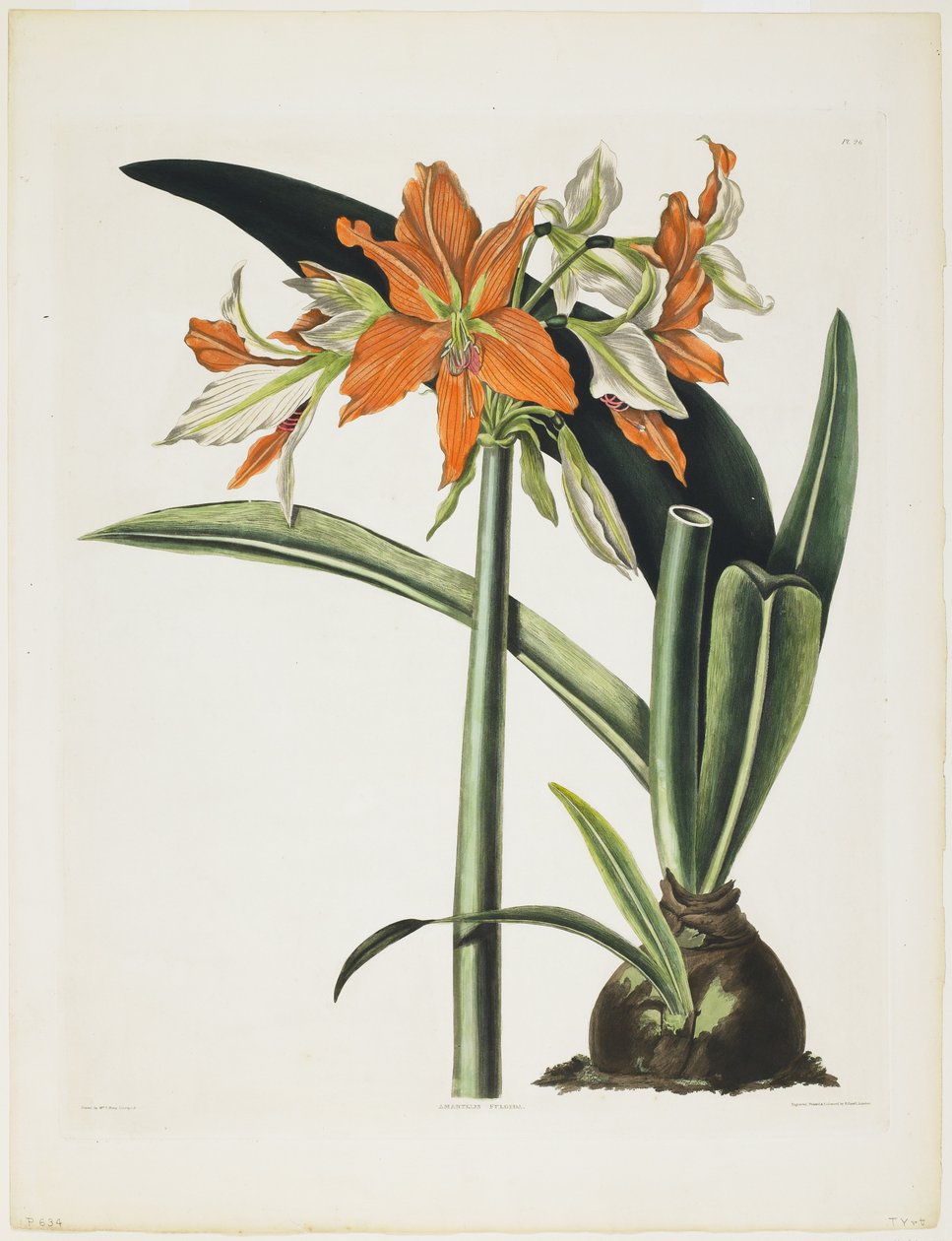 Amaryllis fulgida (Striped-Tubed Amaryllis), 1831-34 (akvatinta kaiverrettu, painettu värillisesti ja käsin värjätty) tekijältä Robert the Younger Havell