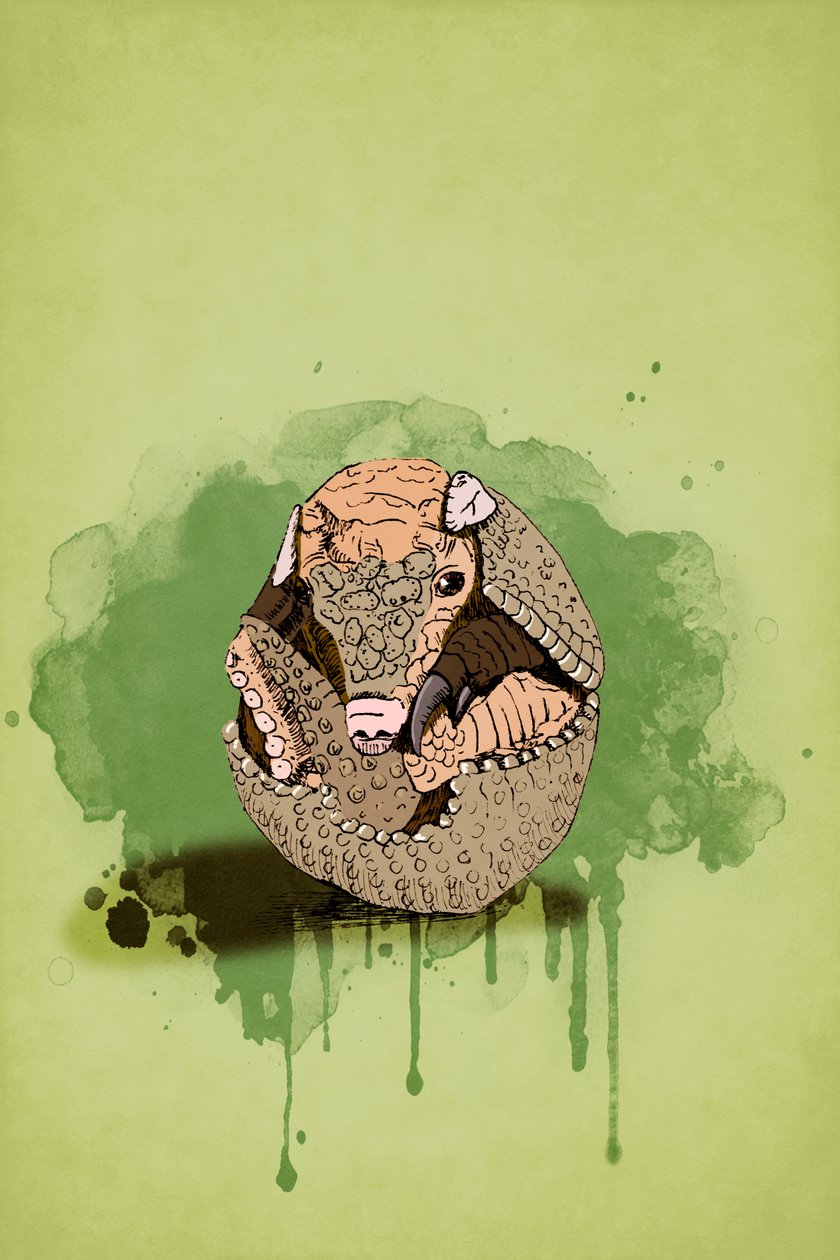 Baby Armadillo, 2022 (digitaalinen) tekijältä Roberta Murray