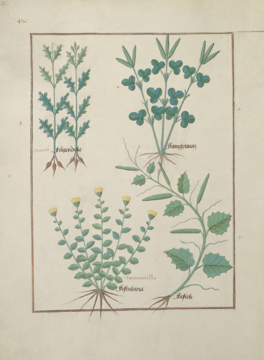 rouva Fr. Fv VI #1 f.132v Ylärivi: Filipendula. Alarivi: Fistularia ja Faseolus, kuvitus yksinkertaisten lääkkeiden kirjasta, kirjoittanut Mattheaus Platearius (d.c.1161) n. 1470 tekijältä Robinet Testard