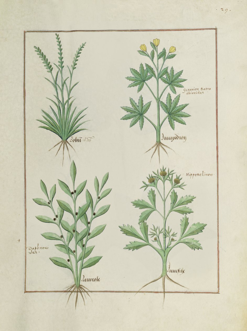 rouva Fr. Fv VI #1 fol. 126r Ylärivi: Lolni ja Geranium. Alarivi: Daphnoides ja persilja, kuvitus yksinkertaisten lääkkeiden kirjasta, kirjoittanut Matteaus Platearius (d.c.1161) n. 1470 tekijältä Robinet Testard