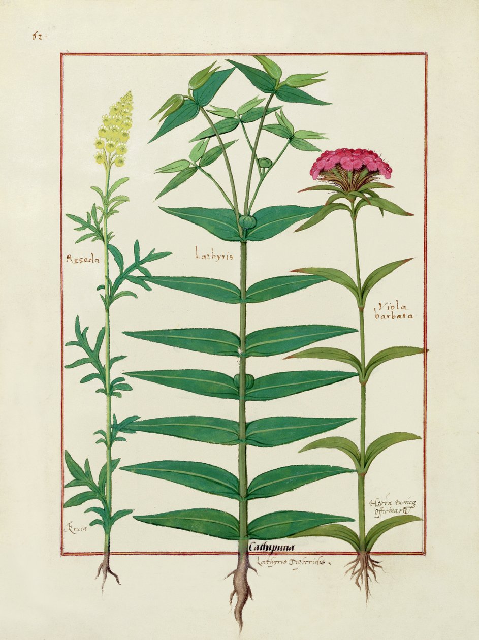 Reseda, Euphorbia ja Dianthus, kuvitus Mattheaus Plateariuksen yksinkertaisten lääkkeiden kirjasta 1 tekijältä Robinet Testard
