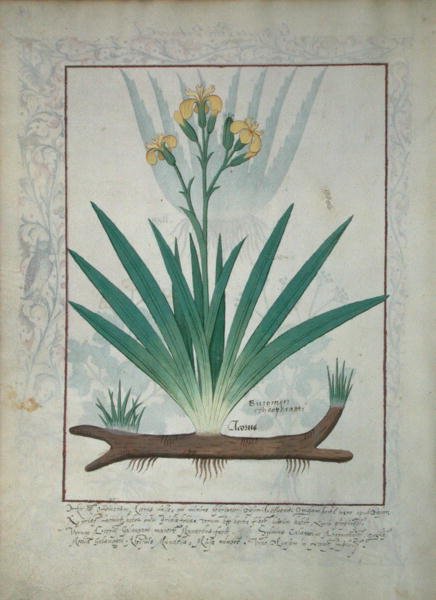 rouva Fr. Fv VI #1 fol.112v Abutilon Theophrasti eli samettilehti, kuvitus Mattheaus Plateariuksen yksinkertaisten lääkkeiden kirjasta (d.c.1161) n. 1470 tekijältä Robinet Testard