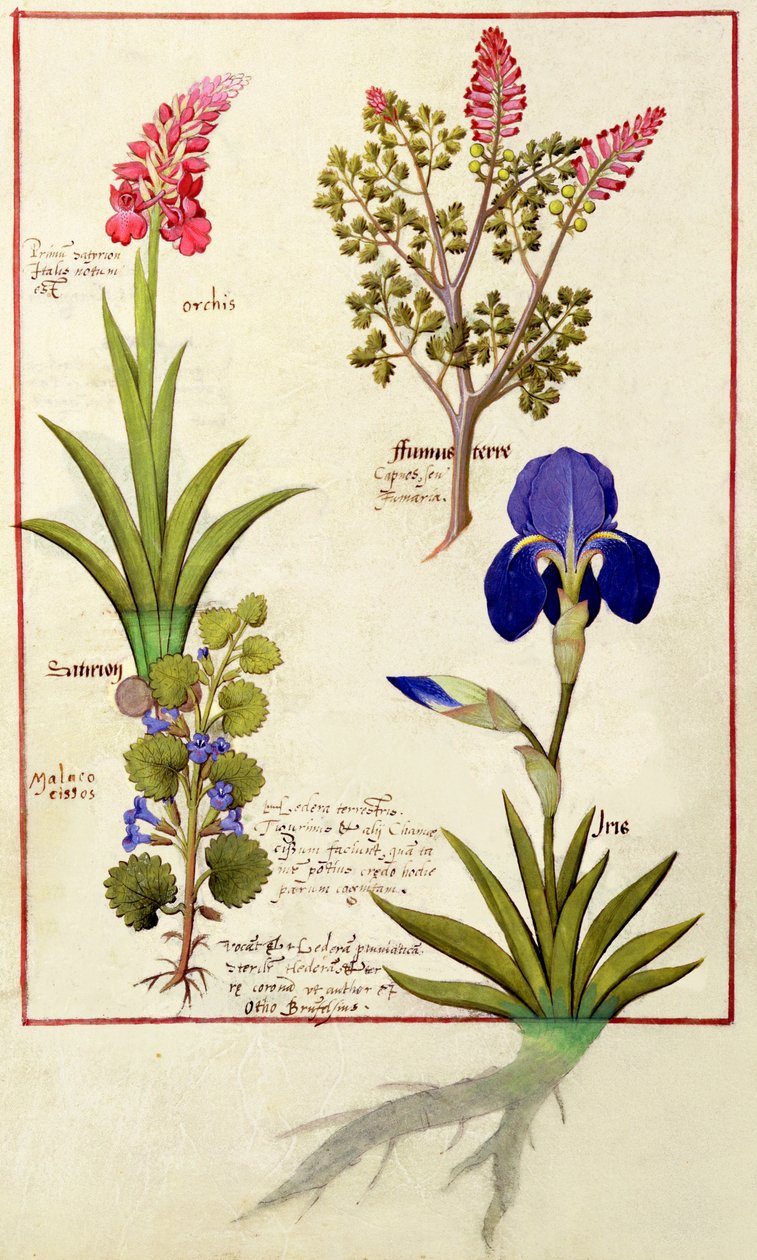 Ylärivi: Orkidea ja Fumitory tai Verenvuoto sydän. Alarivi: Hedera ja Iris, kuvitus Matthaeus Plateariuksen yksinkertaisten lääkkeiden kirjasta 114v tekijältä Robinet Testard