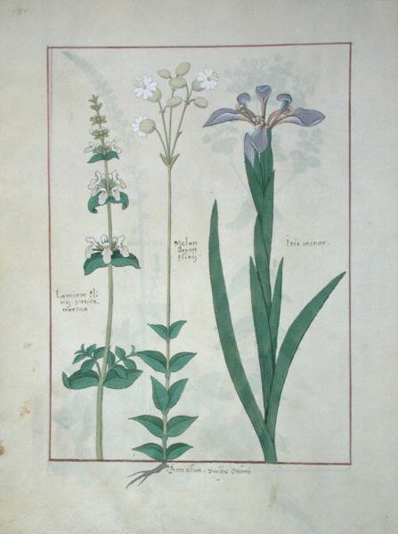 rouva Fr. Fv VI #1 fol.115v Lamium Album tai White Dead Nettle, Melandryon ja Iris Minor, kuvitus Mattheaus Plateariuksen yksinkertaisten lääkkeiden kirjasta (d.c.1161) n. 1470 tekijältä Robinet Testard