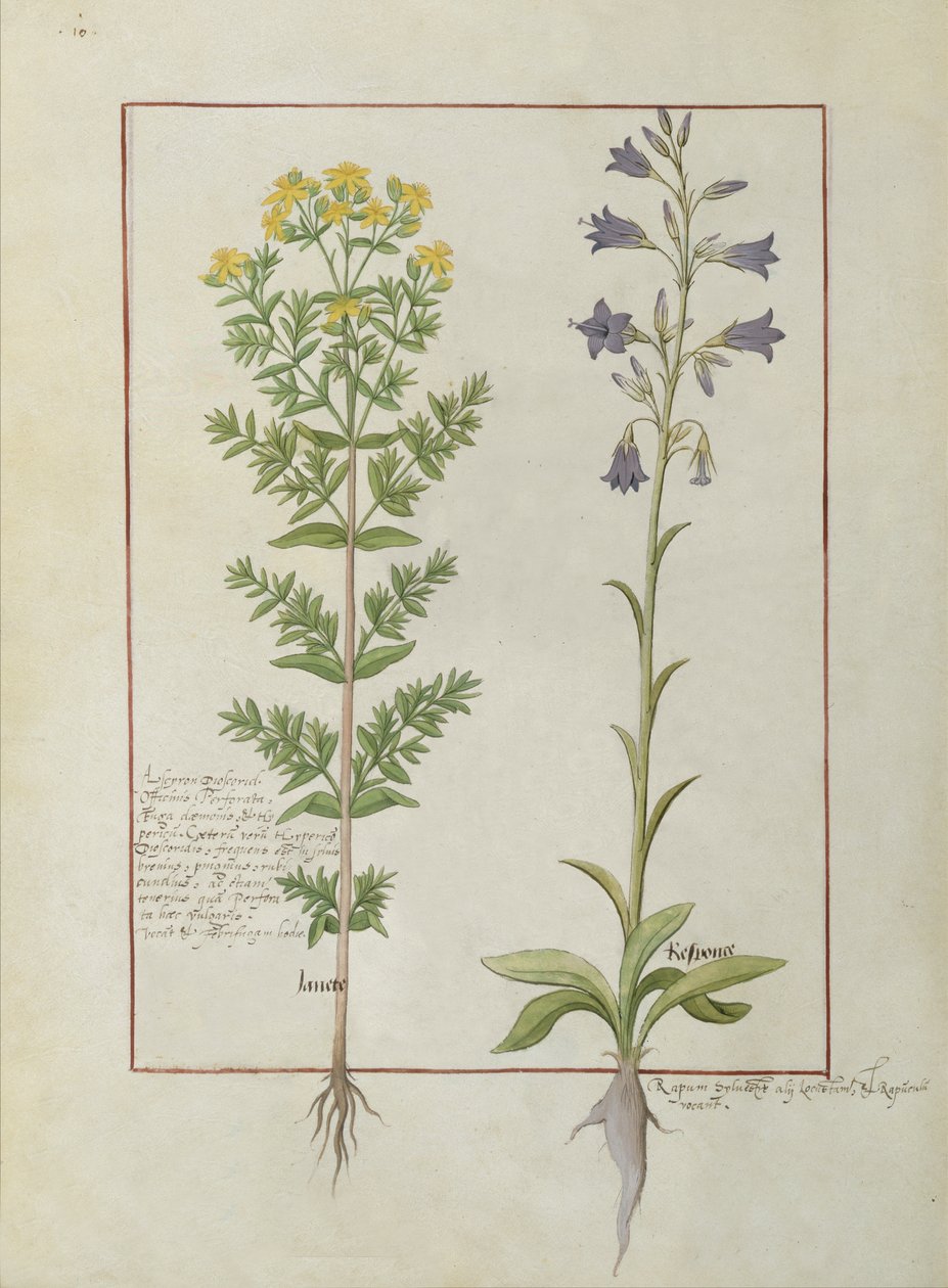 rouva Fr. Fv VI #1 fol.116v Kaksi kukkivaa kasvia Mattheaus Plateariuksen yksinkertaisten lääkkeiden kirjasta (d.c.1161) n. 1470 tekijältä Robinet Testard