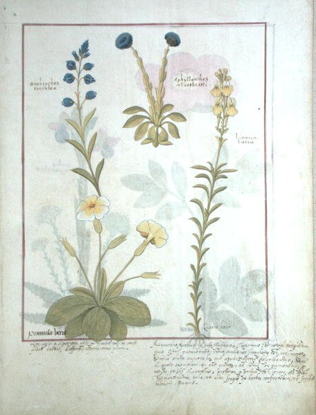 rouva Fr. Fv VI #1 fol.117 Ylärivi: Onobrychis tai espresso ja Aphyllanthes. Alarivi: Linaria Lutea ja Primula Veris tai Primrose, kuvitus Mattheaus Platearin teoksesta Yksinkertaisten lääkkeiden kirja tekijältä Robinet Testard