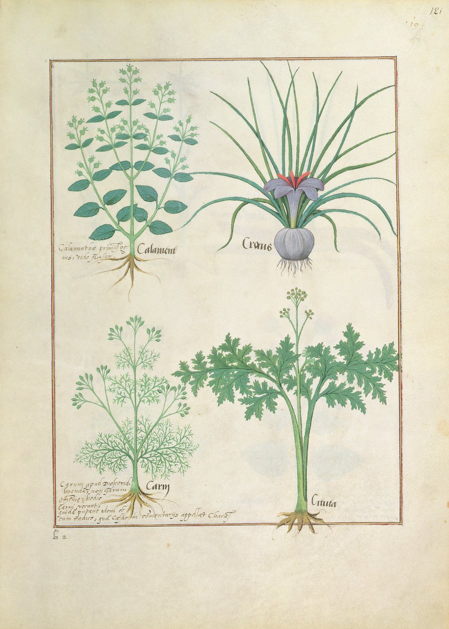 Calamint, Crocus, Carraway ja Citusa, kuvitus Mattheaus Plateariuksen yksinkertaisten lääkkeiden kirjasta 121r tekijältä Robinet Testard