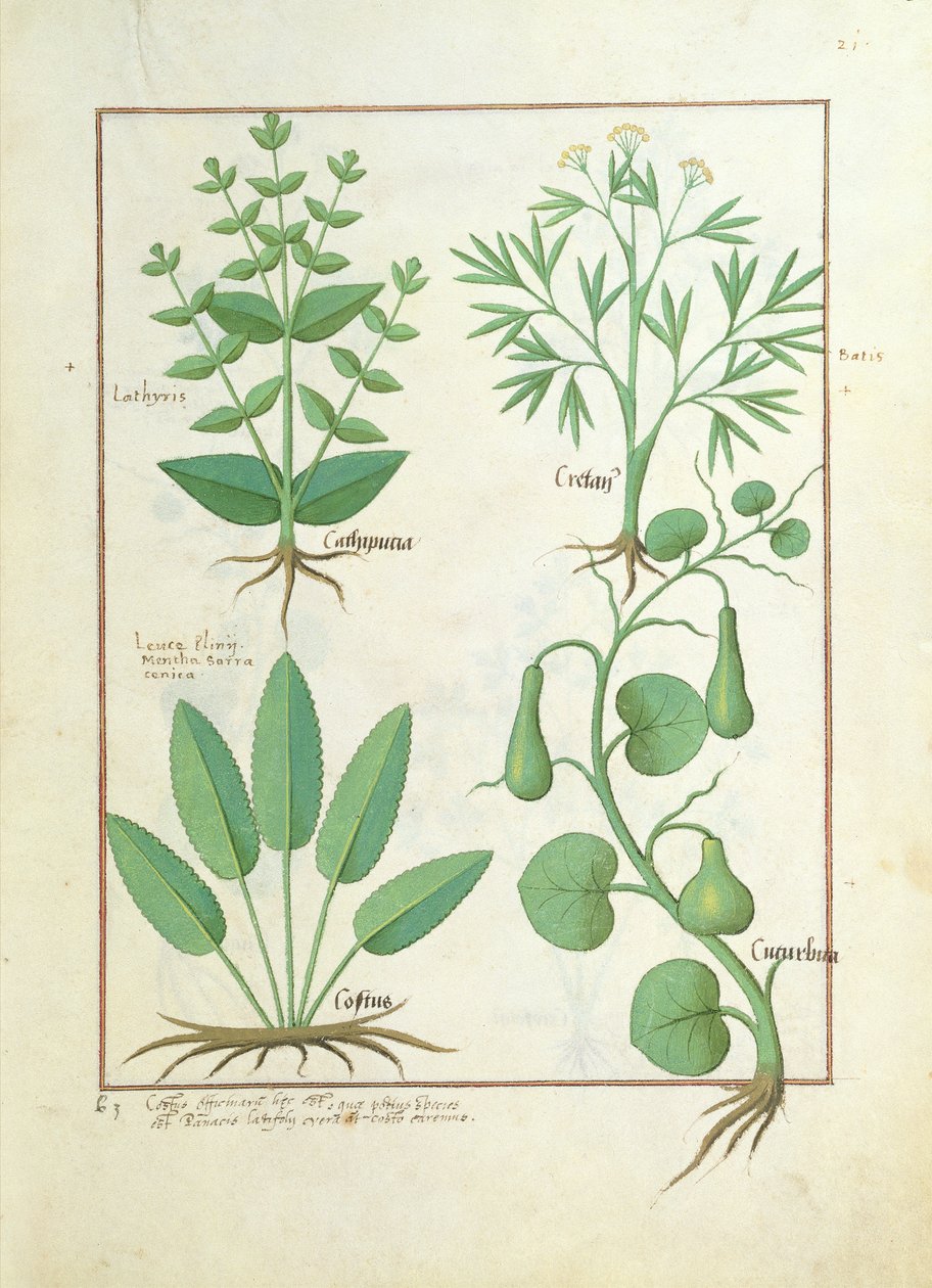 Euphorbia Lathyris, Beechwort, Minttu ja Viikuna, kuvitus Mattheaus Plateariuksen teoksesta The Book of Simple Medicine 122. tekijältä Robinet Testard