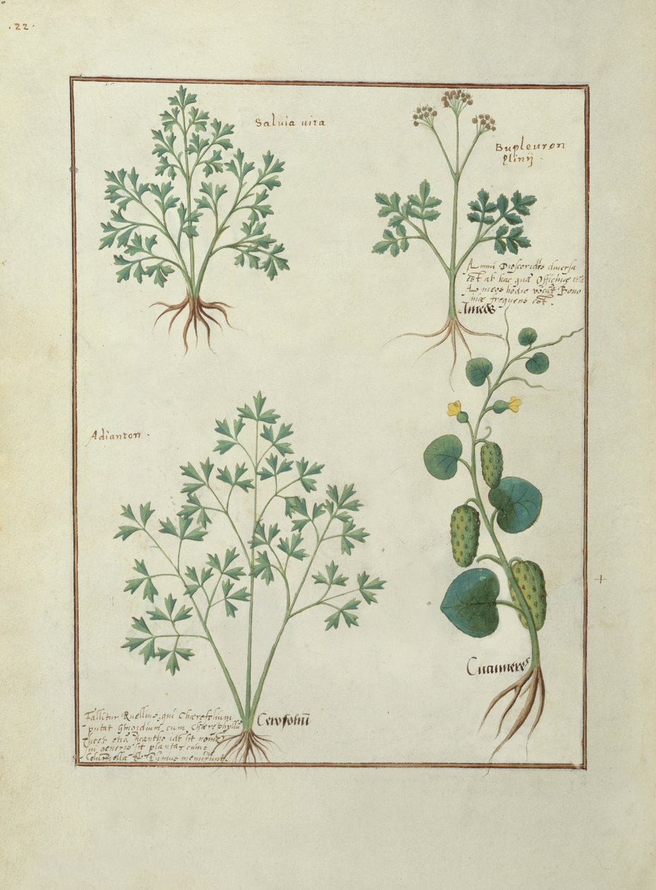 rouva Fr. Fv VI #1 fol.122v Top Row: Sage and Bupleurum, kuvitus Mattheaus Plateariuksen (d.c.1161) teoksesta The Book of Simple Medicines, c.1470 tekijältä Robinet Testard