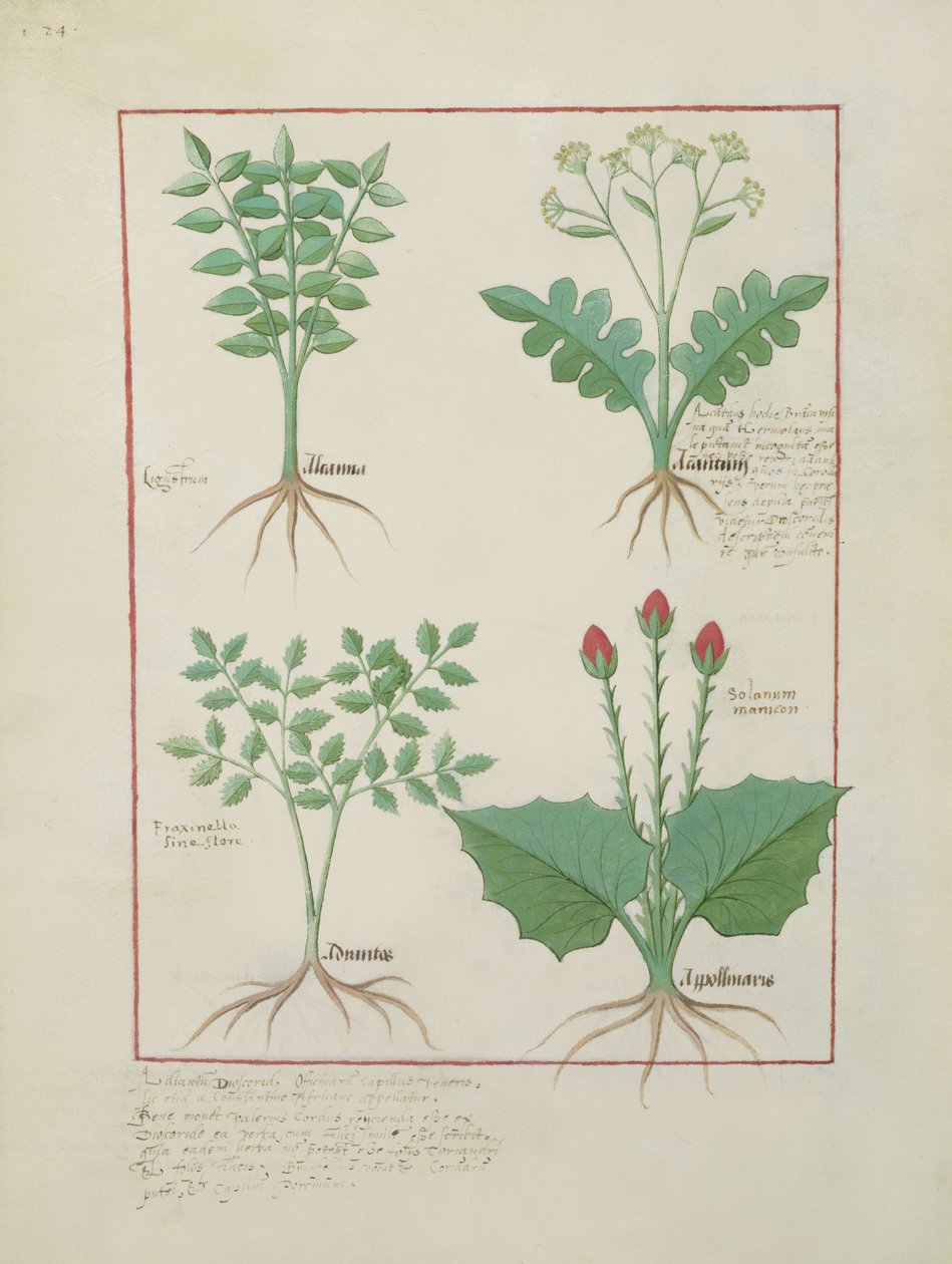 rouva Fr. Fv VI #1 fol.123v Ylärivi: Ligustrum ja Acanthus. Alarivi: Nurmikasvi ja Apollinaris, kuvitus yksinkertaisten lääkkeiden kirjasta, kirjoittanut Matthaeus Platearius (k.1161) n. 1470 tekijältä Robinet Testard