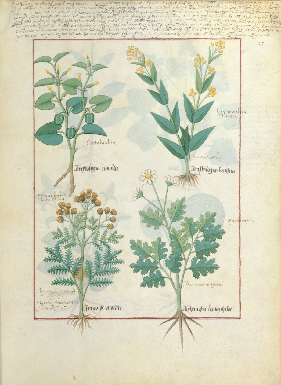 Ylärivi: Aristolochia Rotundi ja Aristolochia Longua. Alarivi: Armoise ja Artemesia, kuvitus yksinkertaisesta lääkekirjasta, kirjoittanut Matteaus Platearius 124r tekijältä Robinet Testard
