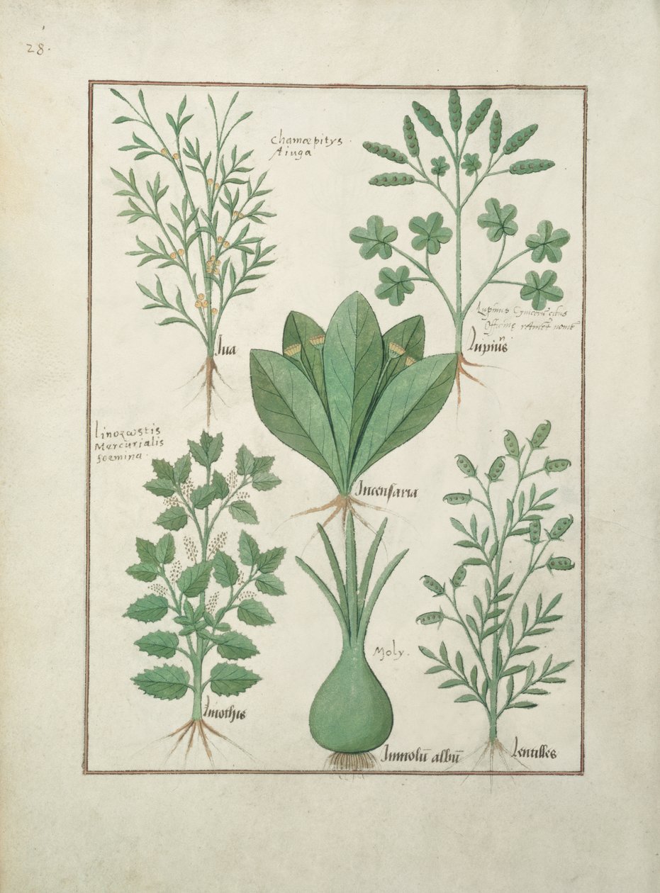 rouva Fr. Fv VI #1 fol.125v Ylärivi: Yellow Bugle, Incensaria ja Lupius. Alarivi: Mercury, Lily Leek ja Lentilles, kuvitus teoksesta The Book of Simple Medicines, kirjoittanut Matteaus Platearius (d.c.11) tekijältä Robinet Testard