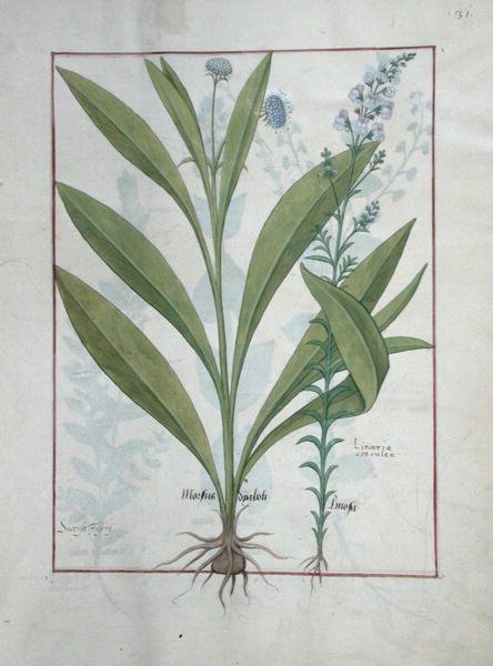 rouva Fr. Fv VI #1 fol.127r Devils-bit scabious and Toadflax, kuvitus teoksesta The Book of Simple Medicines, kirjoittanut Mattheaus Platearius (d.c.1161) n. 1470 tekijältä Robinet Testard