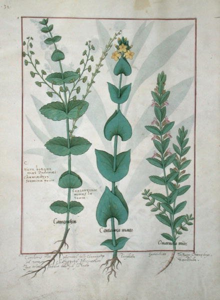 rouva Fr. Fv VI #1 fol.127v Chamaedrys, Common Centaury ja Germander, kuvitus teoksesta The Book of Simple Medicines, kirjoittanut Mattheaus Platearius (d.c.1161) n. 1470 tekijältä Robinet Testard