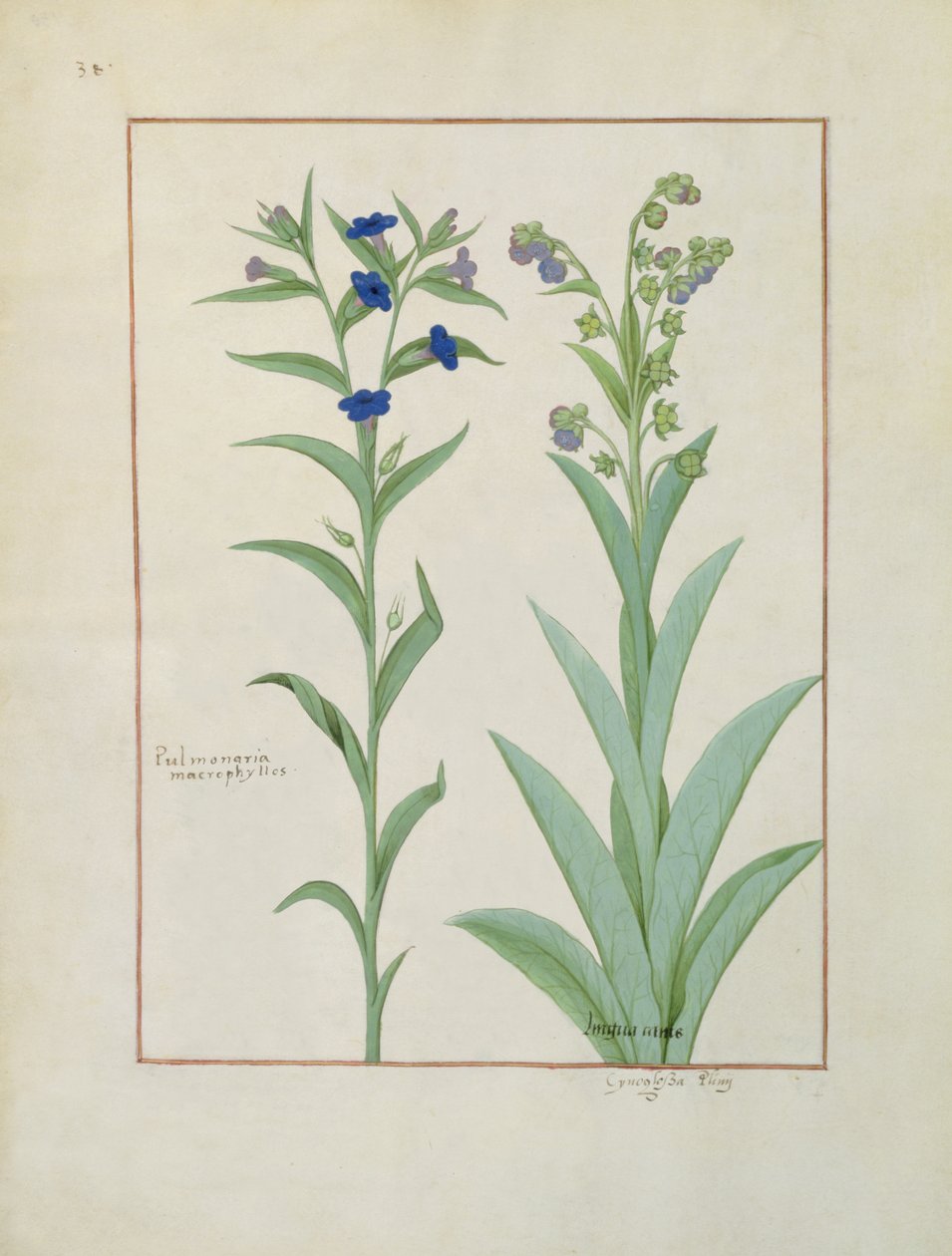 rouva Fr. Fv VI #1 fol.130v Pulmonaria and Lungwort, kuvitus teoksesta The Book of Simple Medicines, kirjoittanut Mattheaus Platearius (d.c.1161) n. 1470 tekijältä Robinet Testard