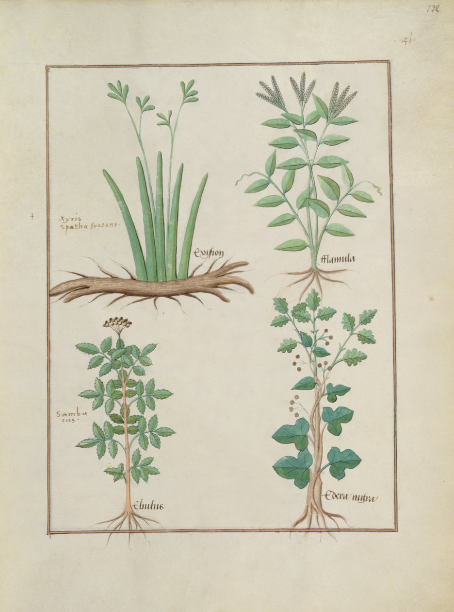 rouva Fr. Fv VI #1 fol.132r Ylärivi: Xyris ja Spearwort. Alarivi: Selvanmarja ja Hedera, kuvitus teoksesta The Book of Simple Medicines, kirjoittanut Mattheaus Platearius (k.1161) n. 1470 tekijältä Robinet Testard