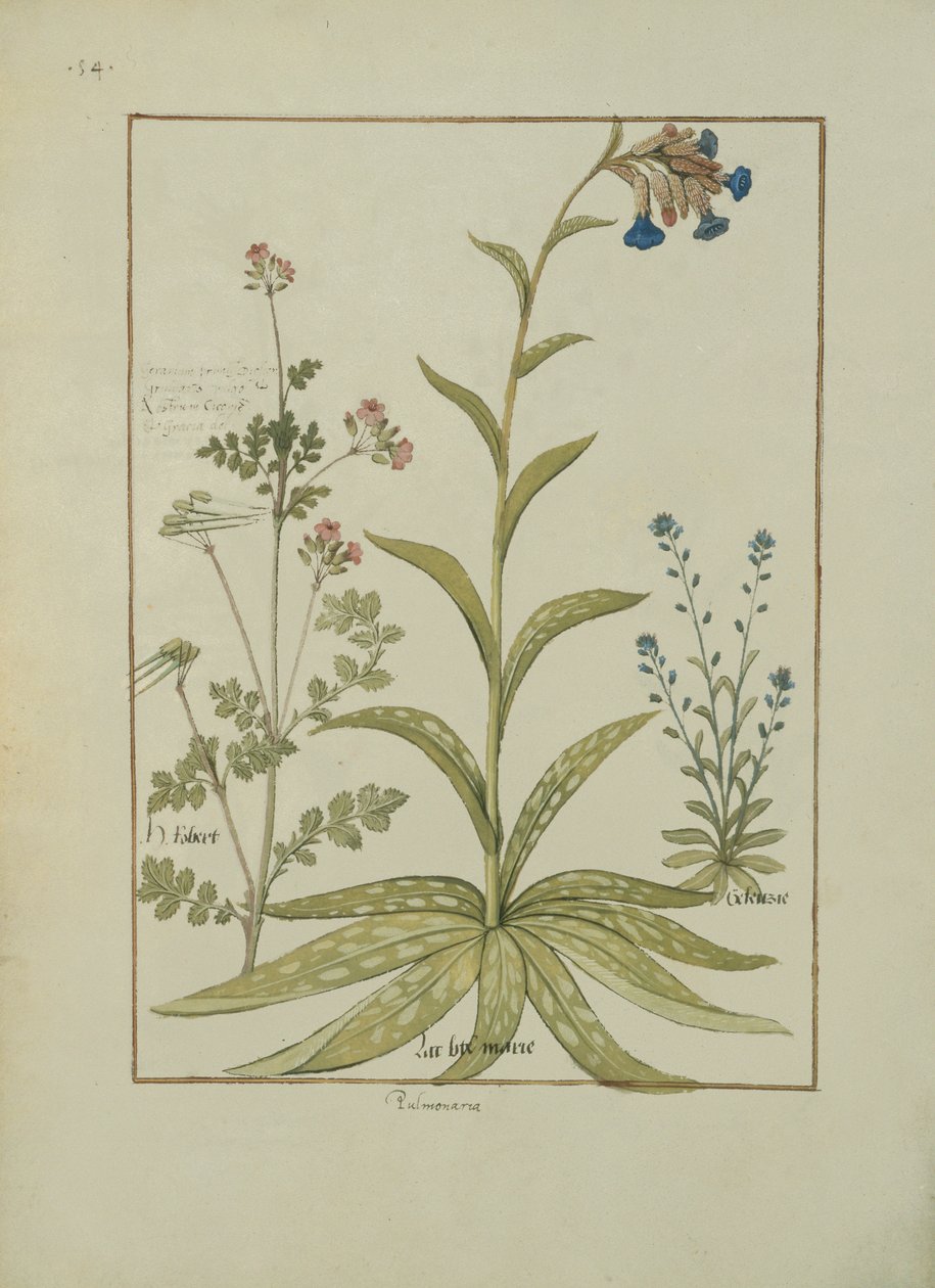 rouva Fr. Fv VI #1 fol.138v Lungwort and Geranium, kuvitus Mattheaus Plateariuksen yksinkertaisten lääkkeiden kirjasta (d.c.1161) n. 1470 tekijältä Robinet Testard