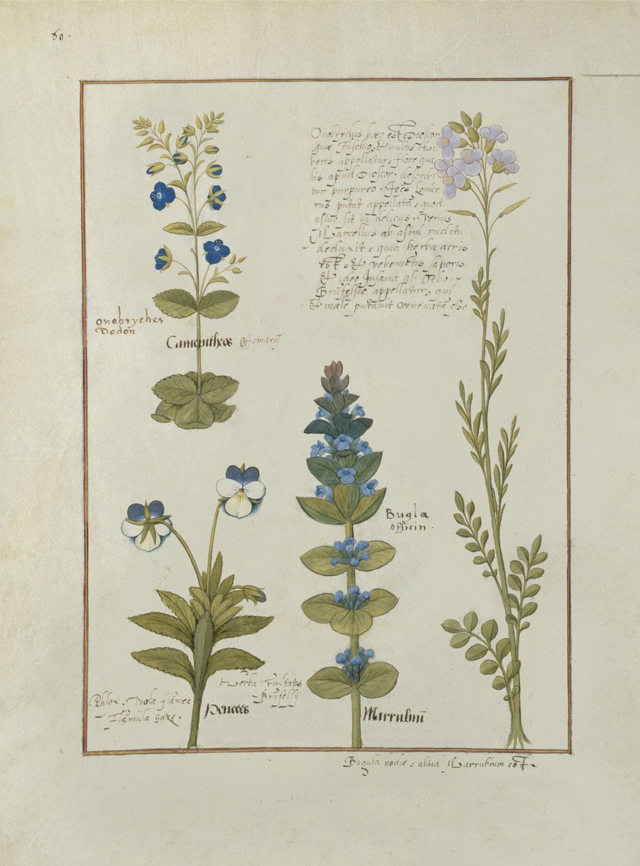 rouva Fr. Fv VI #1 fol.141v Kuva Mattheaus Plateariuksen (d.c.1161) yksinkertaisten lääkkeiden kirjasta n. 1470 tekijältä Robinet Testard
