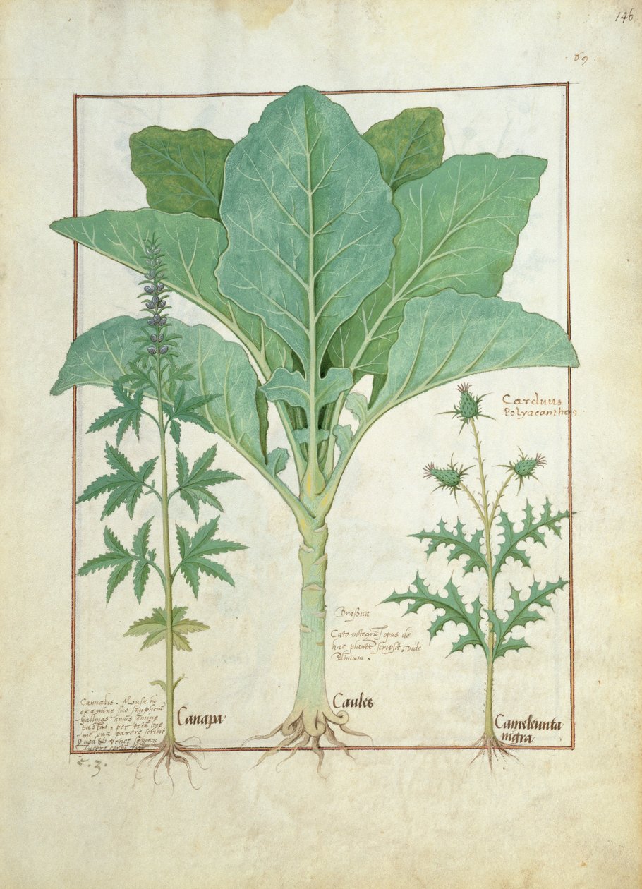 Kannabis, Brassica ja Thistle, kuvitus Mattheaus Plateariuksen yksinkertaisten lääkkeiden kirjasta 145 tekijältä Robinet Testard