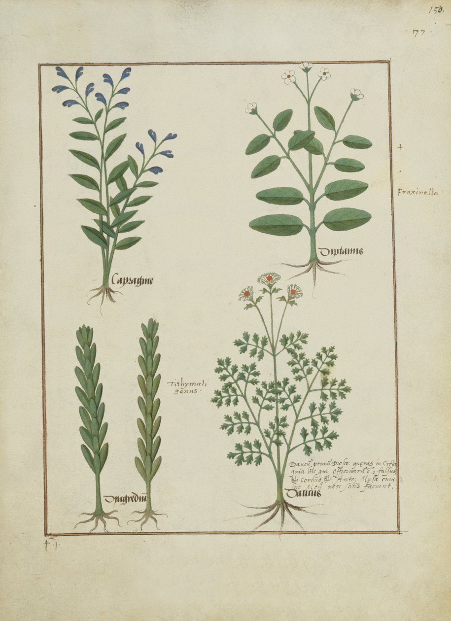 rouva Fr. Fv VI #1 fol.150r Kuva Mattheaus Plateariuksen (d.c.1161) yksinkertaisten lääkkeiden kirjasta n. 1470 tekijältä Robinet Testard