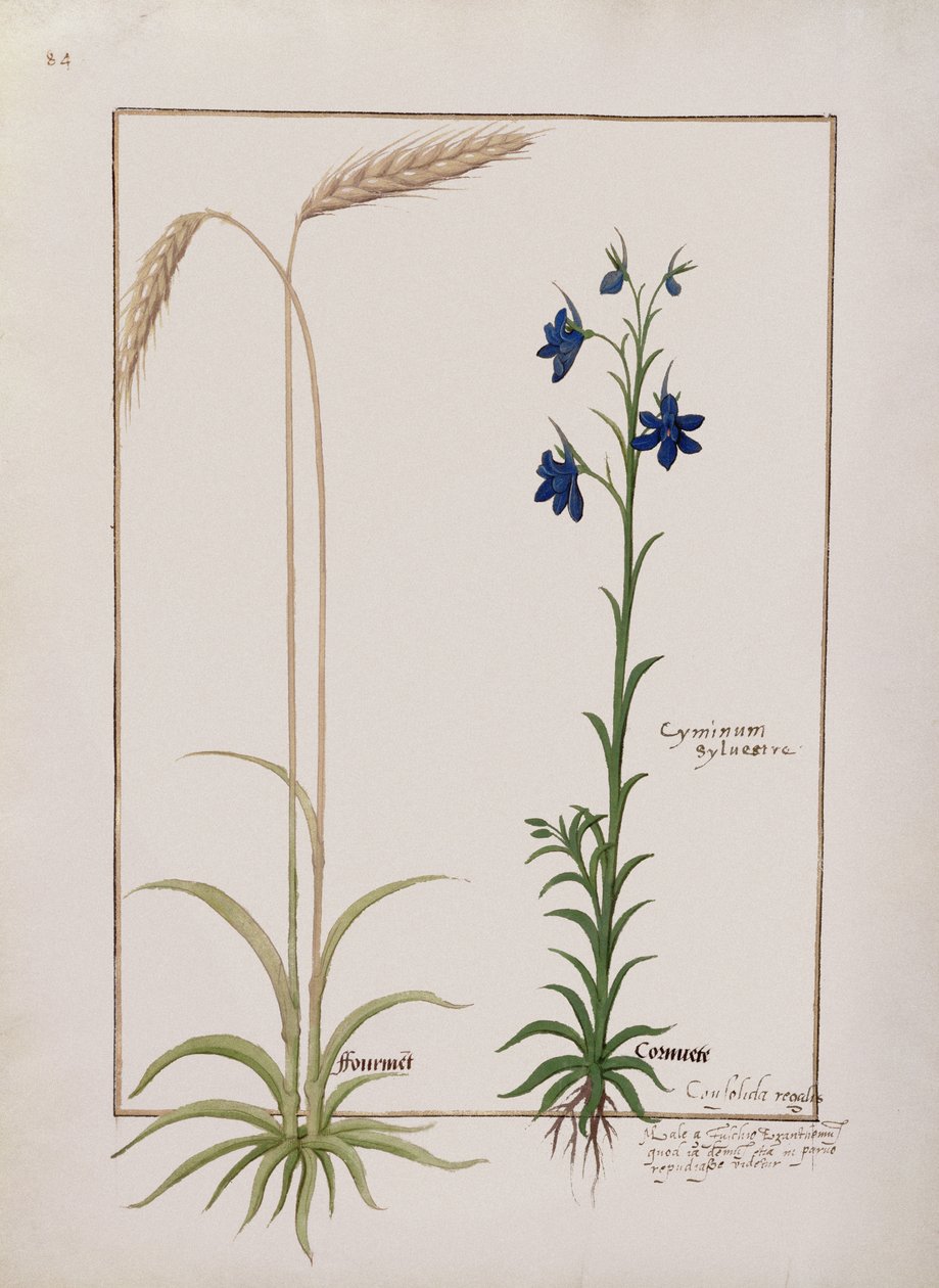 rouva Fr. Fv VI #1 fol.153v Ear of Corn ja Cyminum Sylvestre, kuvitus Mattheaus Plateariuksen yksinkertaisten lääkkeiden kirjasta (d.c.1161) n. 1470 tekijältä Robinet Testard