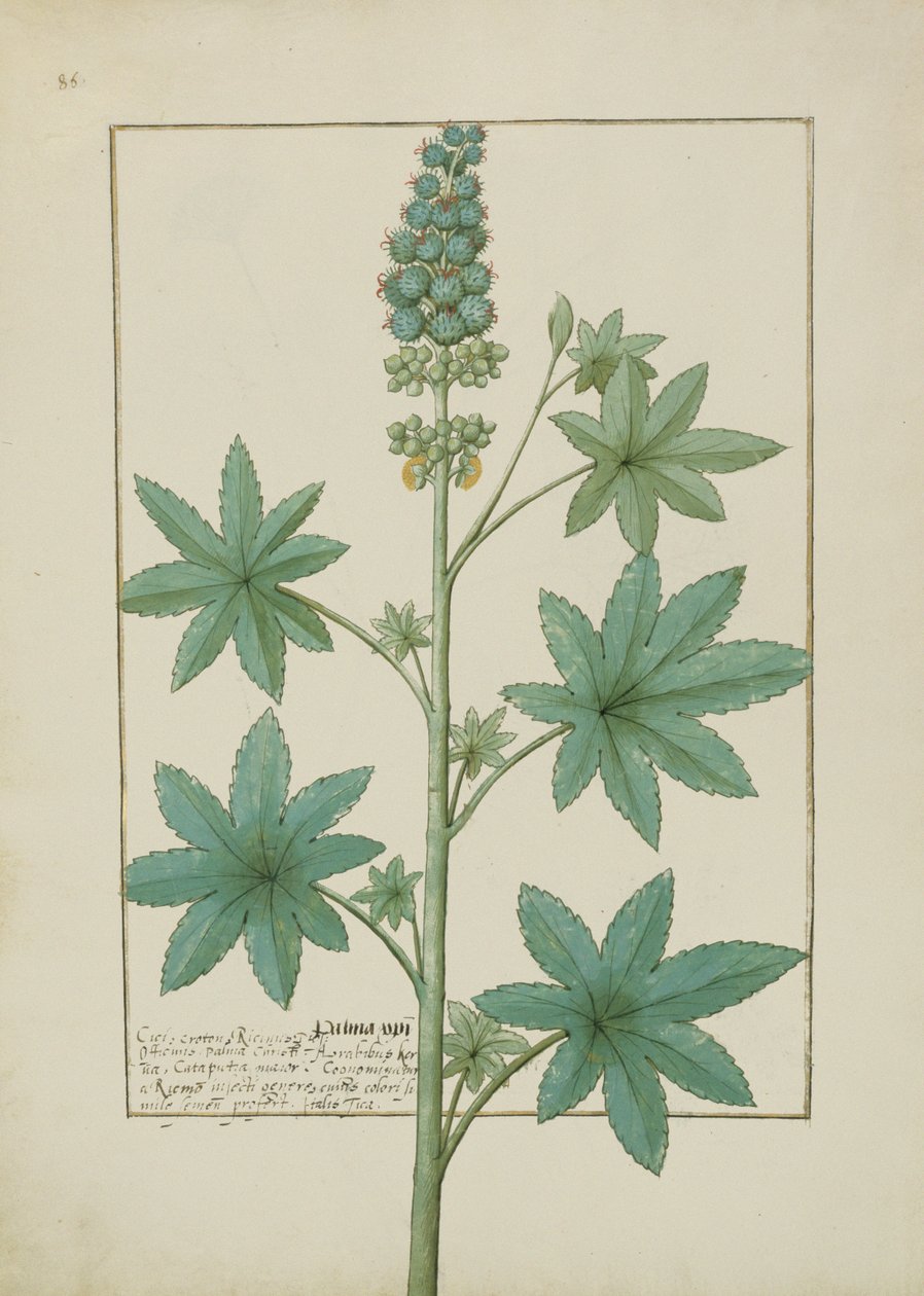 rouva Fr. Fv VI #1 fol.154v Kuva Mattheaus Plateariuksen (d.c.1161) yksinkertaisten lääkkeiden kirjasta n. 1470 tekijältä Robinet Testard