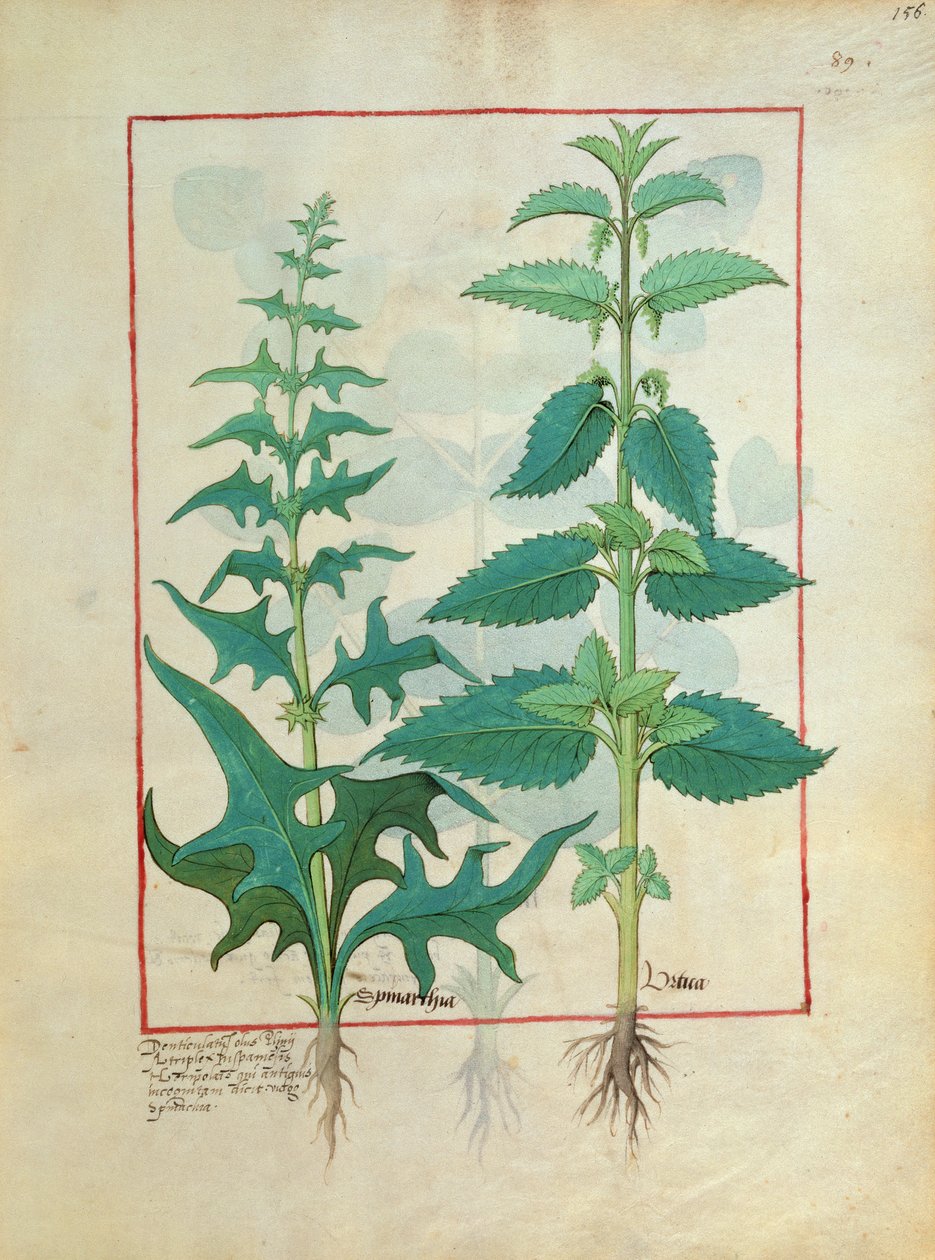 Urticaceae (nokkonen perhe) Kuvitus Mattheaus Plateariuksen yksinkertaisten lääkkeiden kirjasta 156 tekijältä Robinet Testard