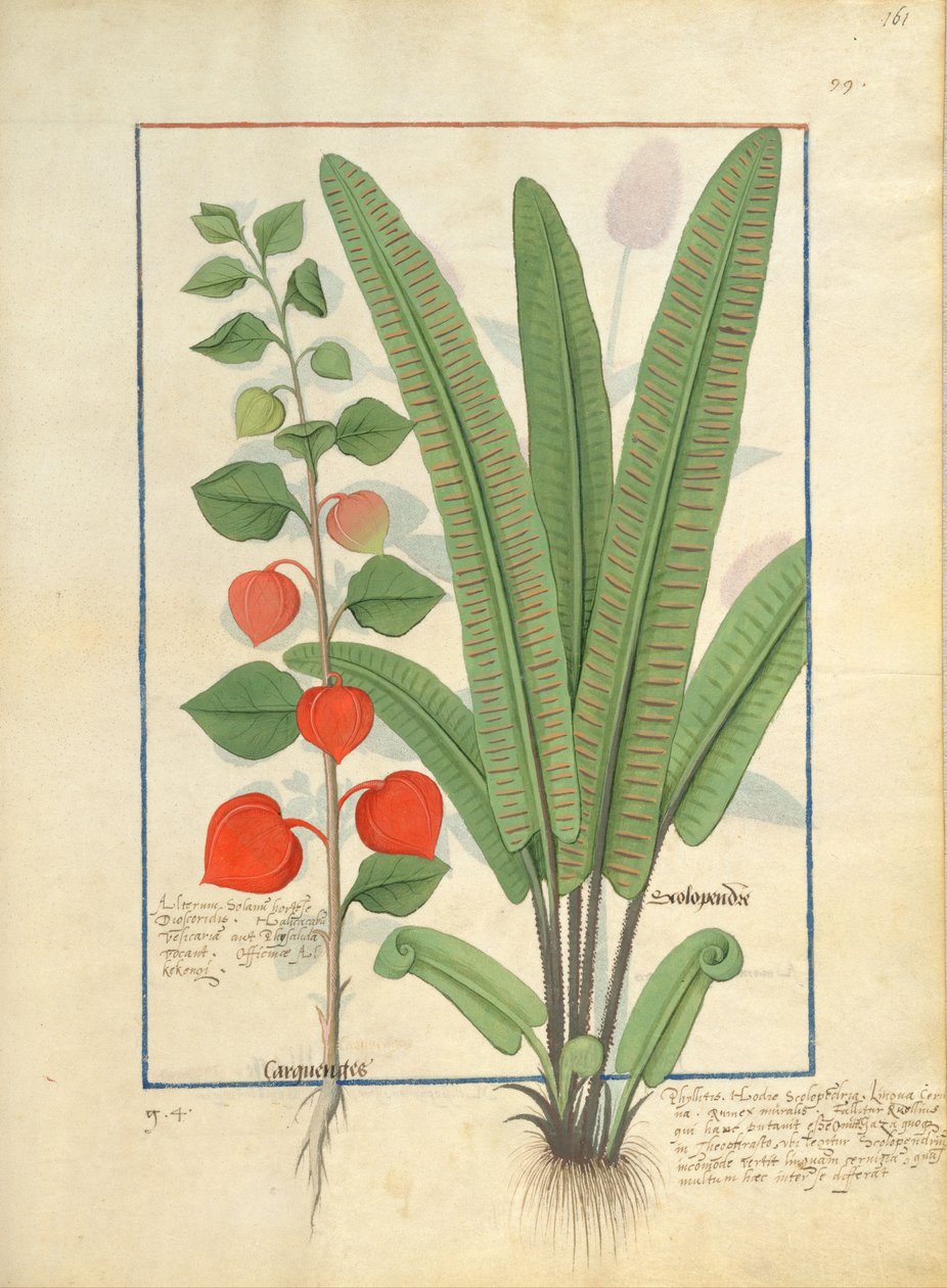 Physalis (vas.) Kuvitus Mattheaus Plateariuksen yksinkertaisten lääkkeiden kirjasta 161r tekijältä Robinet Testard
