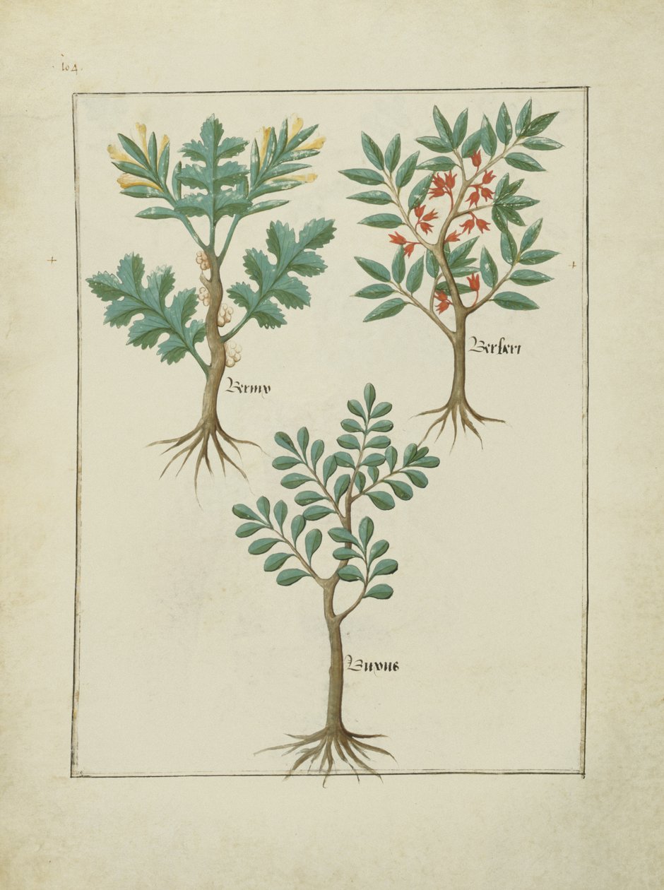 rouva Fr. Fv VI #1 fol.163v Kuvitus Mattheaus Plateariuksen yksinkertaisten lääkkeiden kirjasta (d.c.1161) n. 1470 tekijältä Robinet Testard