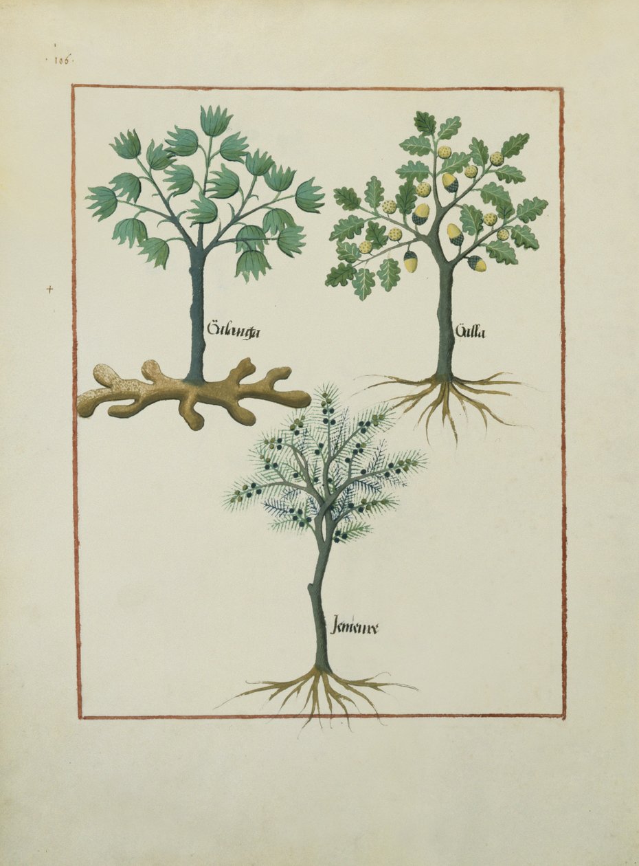 rouva Fr. Fv VI #1 fol.164v Kuvitus Mattheaus Plateariuksen (d.c.1161) yksinkertaisten lääkkeiden kirjasta n. 1470 tekijältä Robinet Testard