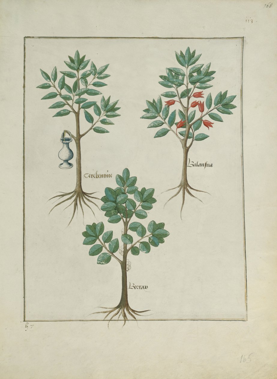 rouva Fr. Fv VI #1 fol.168r Kuvitus Mattheaus Plateariuksen yksinkertaisten lääkkeiden kirjasta (d.c.1161) n. 1470 tekijältä Robinet Testard