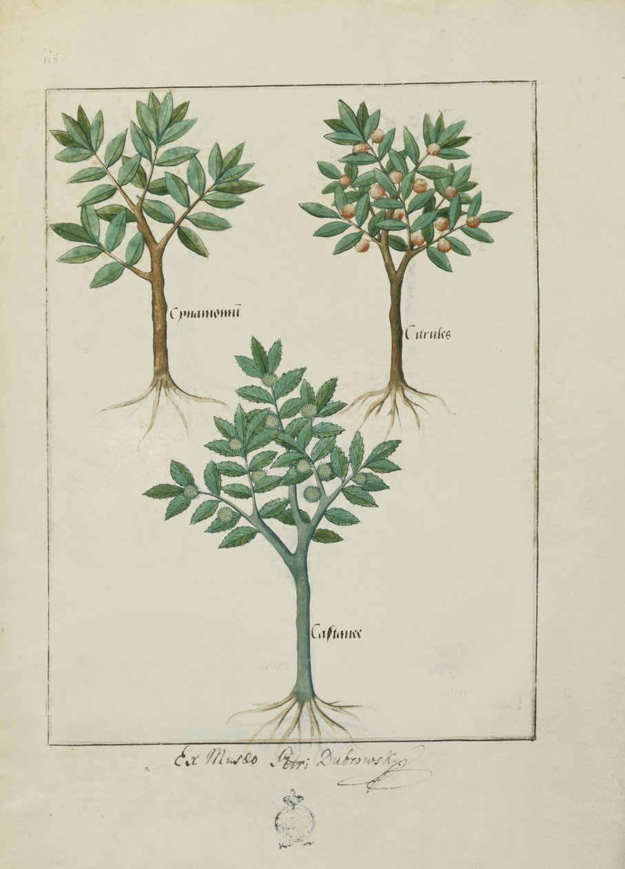 rouva Fr. Fv VI #1 fol.169v Kuvitus Mattheaus Plateariuksen (d.c.1161) yksinkertaisten lääkkeiden kirjasta n. 1470 tekijältä Robinet Testard