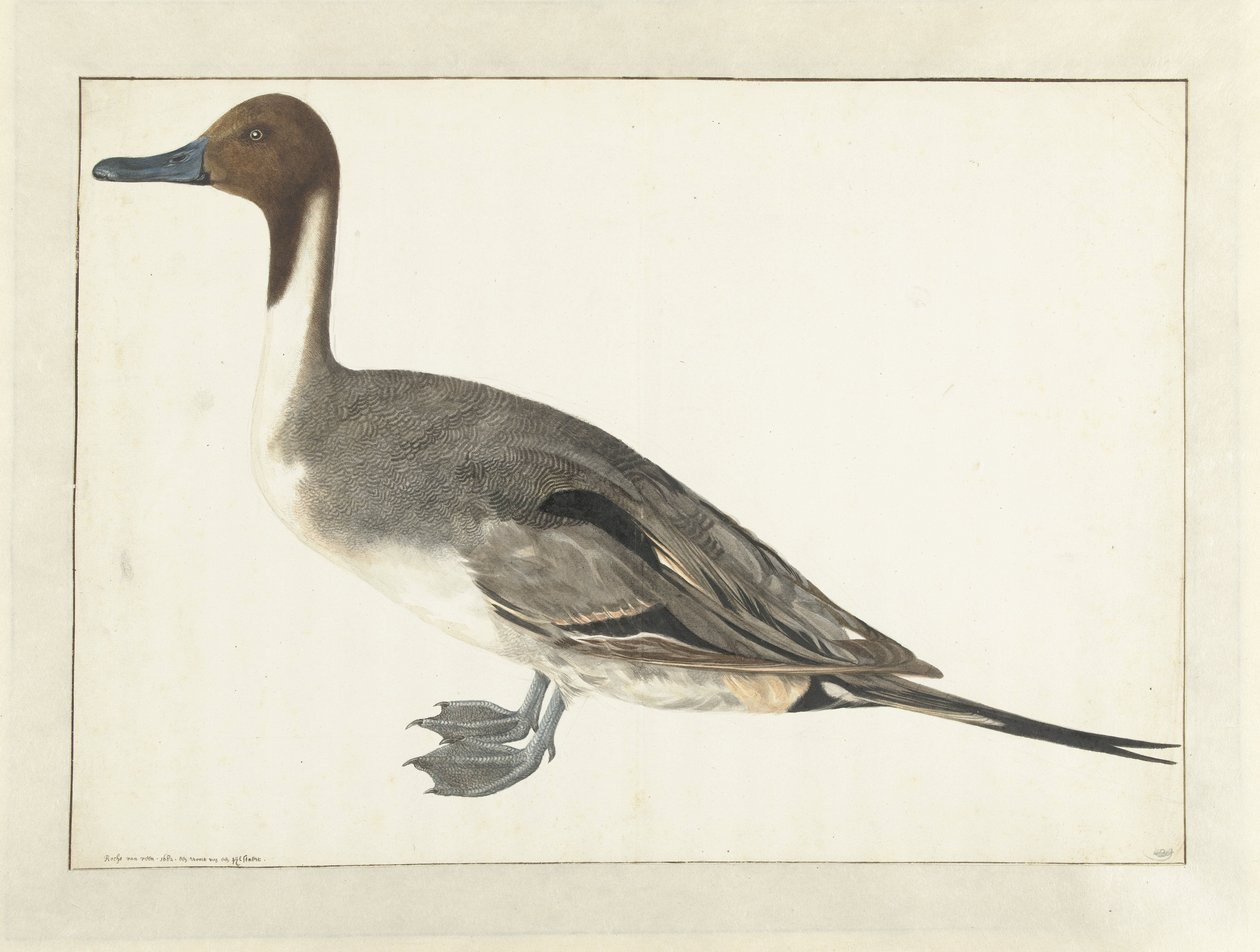 Drake Pintail tekijältä Rochus van Veen