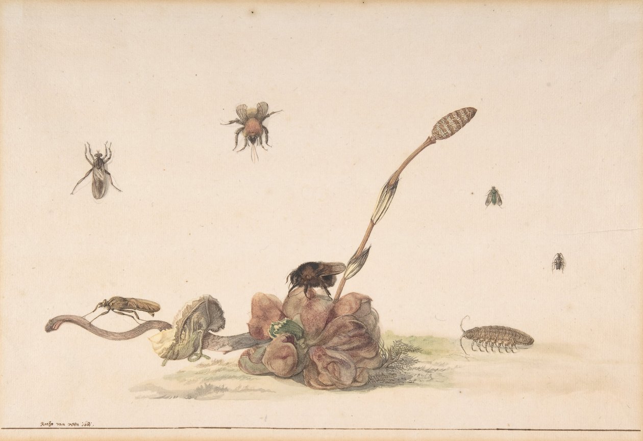 Erilaisia sienen hyönteisiä, 1681. tekijältä Rochus van Veen