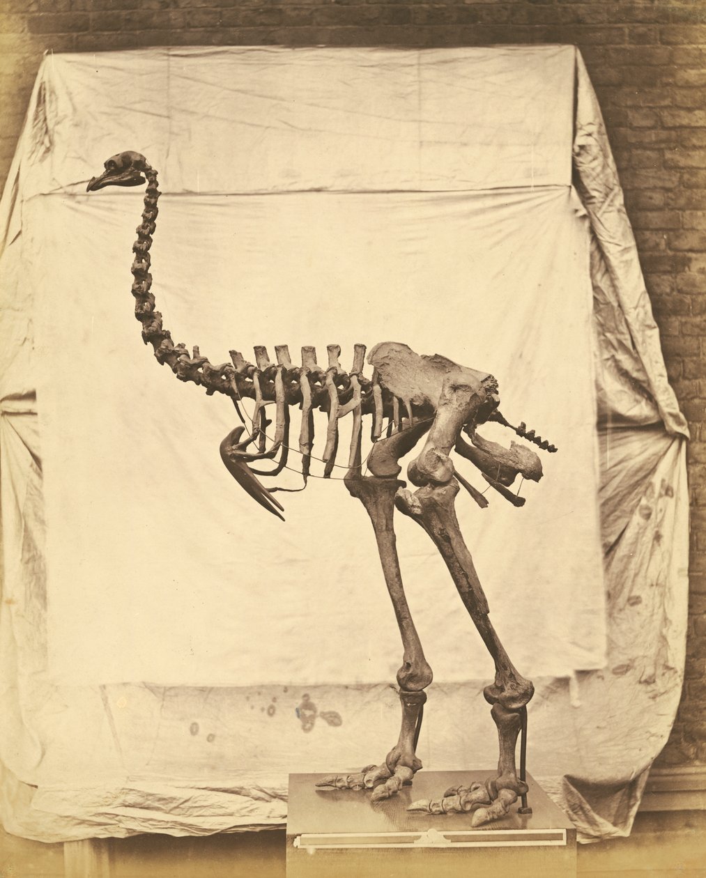 Dinornis Elephantopus Dinosaur tekijältä Roger Fenton