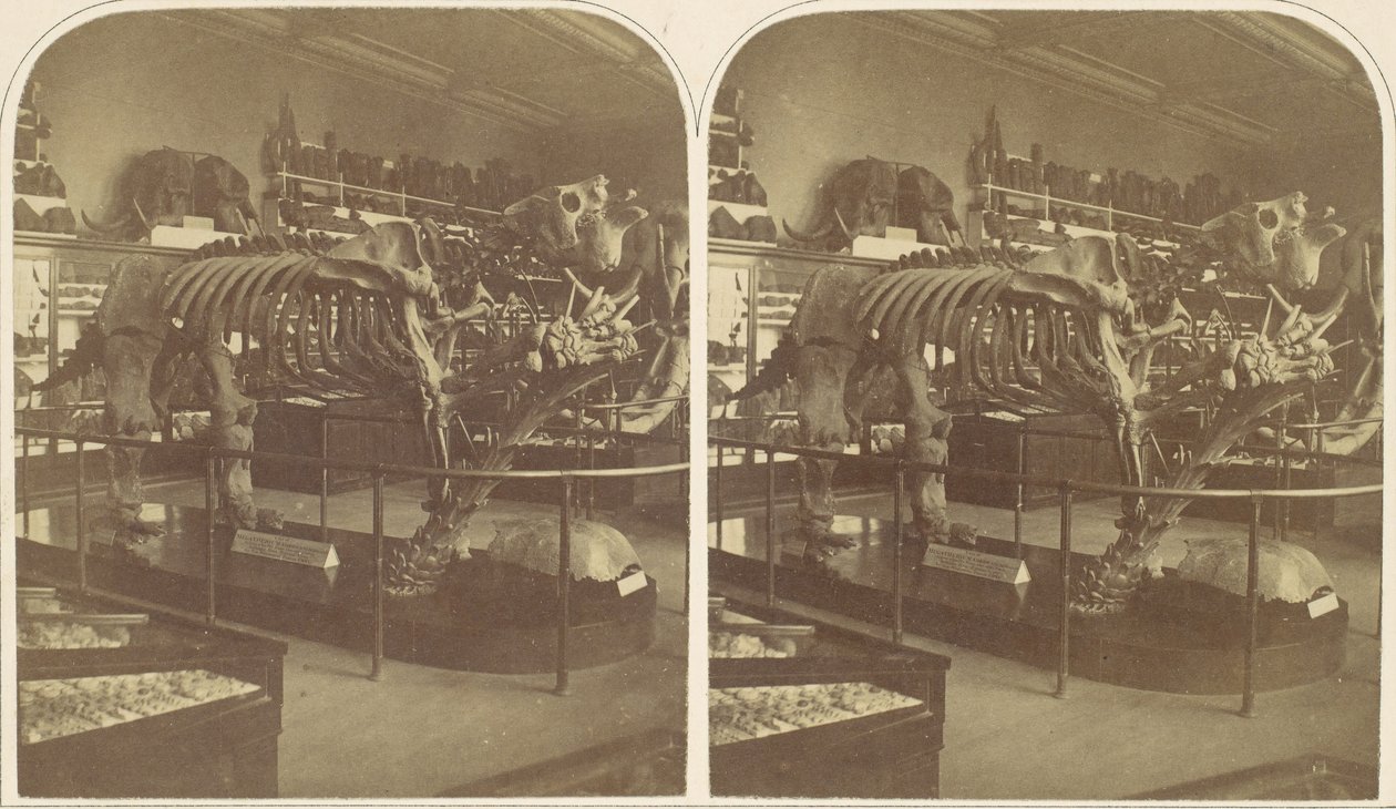 Megatherium, British Museum, 1850-luku. tekijältä Roger Fenton