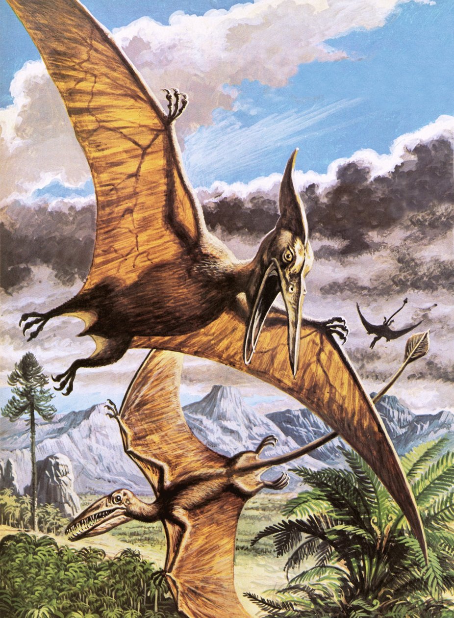 Pteranodon (ylhäällä) ja Rhamphorhynchus (alhaalla). tekijältä Roger Payne