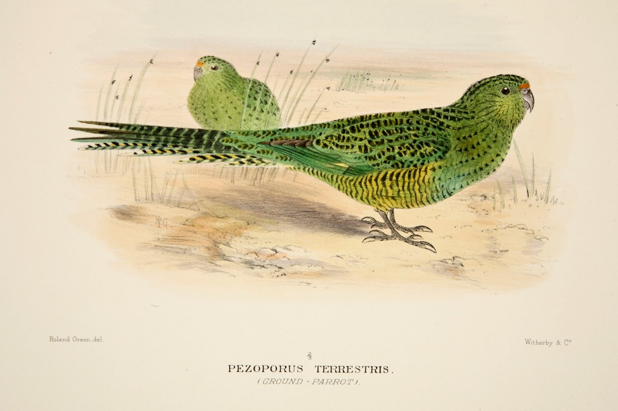 Ground Parrot, pubi. 1916 käsinvärjätty kaiverrus. tekijältä Roland Green