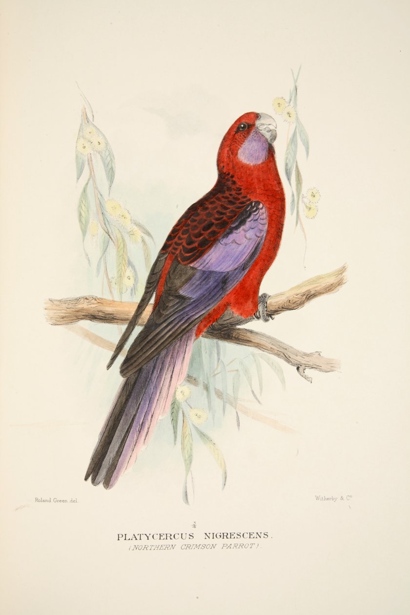Northern Crimson Parrot, pubi. 1916 käsinvärjätty kaiverrus. tekijältä Roland Green