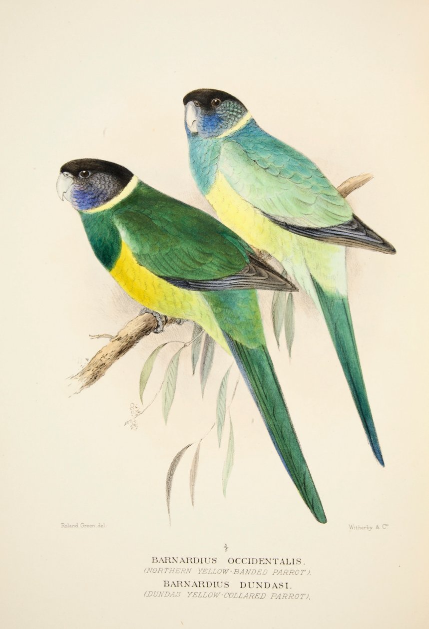 Northern Yellow Banded Papukaija ja Dundas Yellow Collared Parrot, pub. 1916 käsinvärjätty kaiverrus tekijältä Roland Green