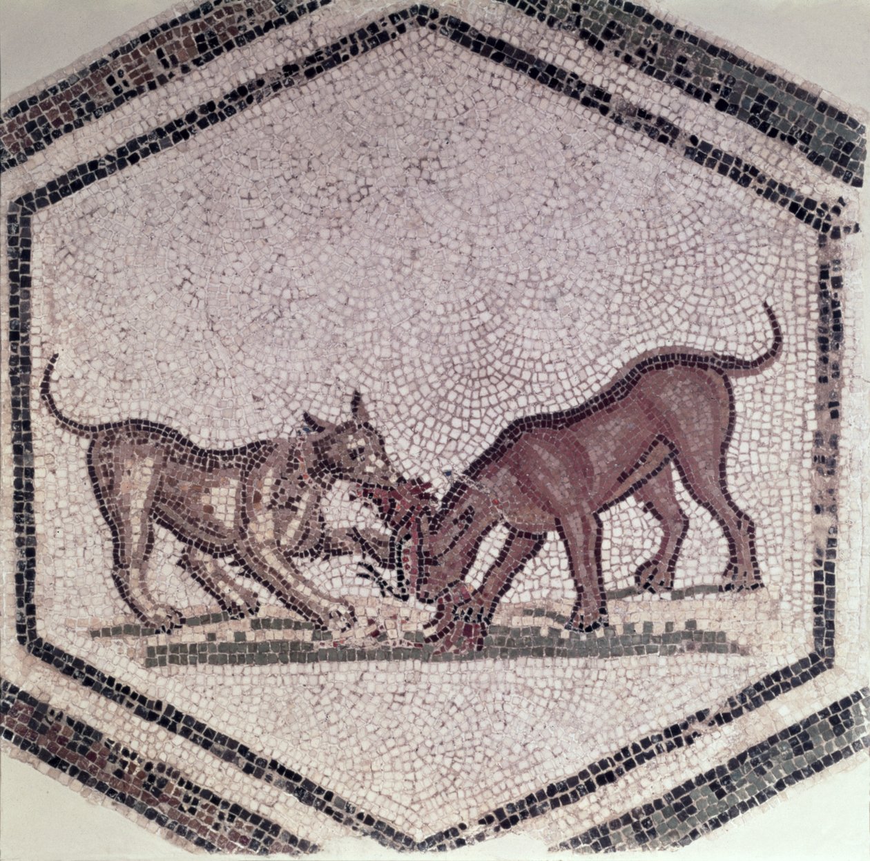 Koirat taistelevat linnusta, roomalainen, 2.-3. vuosisadat (mosaiikki) tekijältä Roman