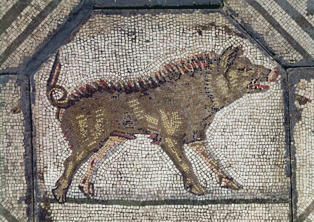 Orfeus hurmaa eläimet, yksityiskohta villisikamosaiikista. tekijältä Roman