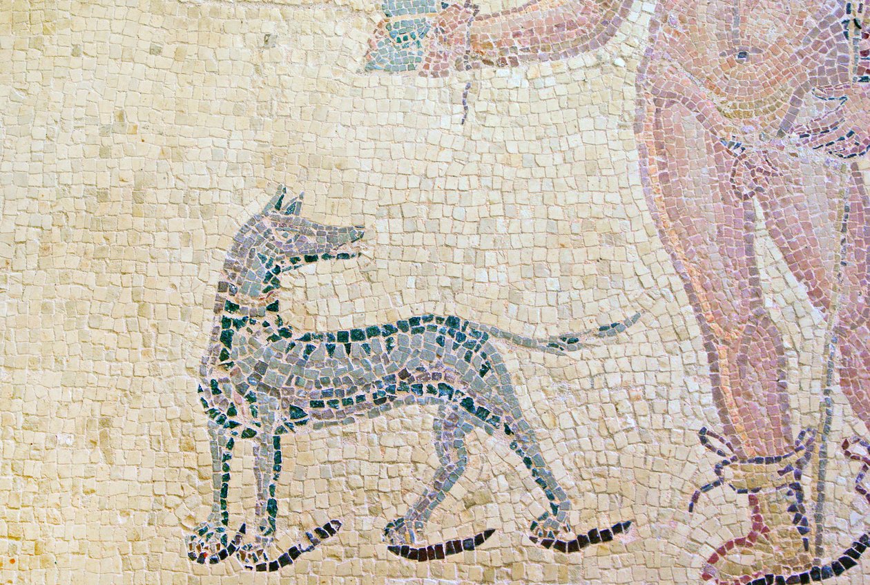 Hippolytus ja Phaedra, Hippolytus-koiran yksityiskohta, Dionysoksen talo, Pafos, Kyproksen mosaiikki tekijältä Roman
