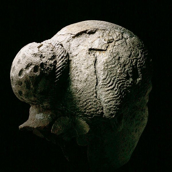 Naisen pää takaa katsottuna, 2. tai 3. vuosisadalla jKr (kipsi) (katso myös 270971-973) tekijältä Roman Period Egyptian