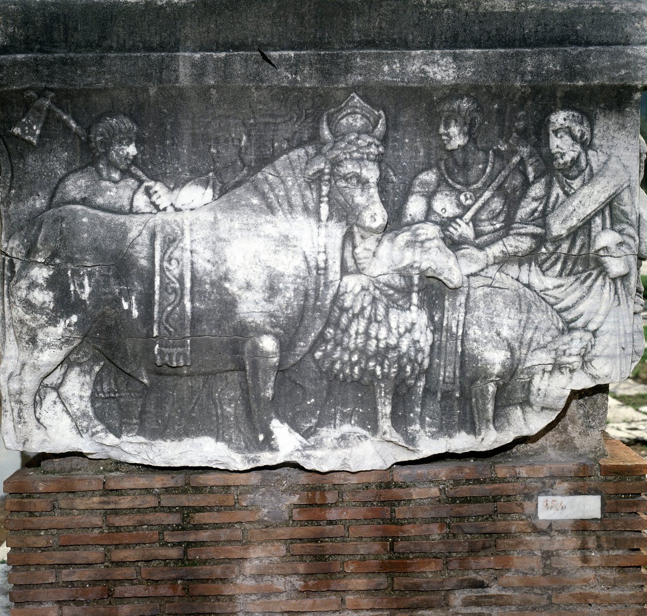 Foro Romano: Suovetaurilia (sian, pässin ja härän uhraus). Rooma tekijältä Roman Roman