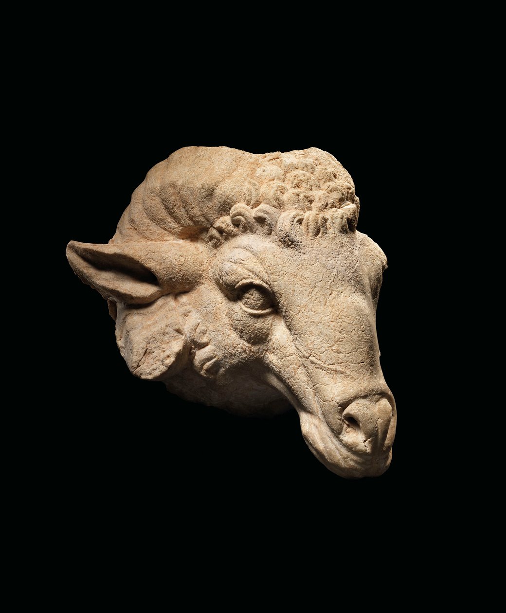 Oinaan pää, noin 1. vuosisadalla eKr. - 1. vuosisadalla jKr. (marmori) tekijältä Roman Roman