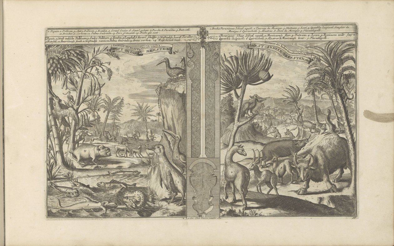 Dieren uit Länsi-Intia West Indische Beesten / Animals of the West Indies (otsikko esineessä) Itä- ja Länsi-Intia ja muut paikat (sarjan nimi) tekijältä Romeyn de Hooghe